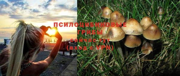 прущие грибы Алексеевка